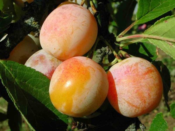  Plum Yakhontovaya perfectly tolerates frost and drought, resistant to fungal and viral diseases