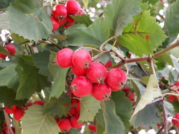  Among the varieties of boyarshnik distinguish Crimean, Chinese, Myagkovaty, Arnold, Maksimovic and others