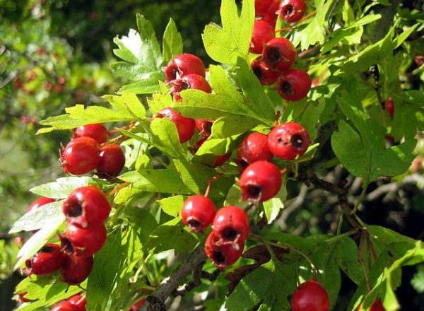  Planting, care and reproduction of hawthorn, types and varieties of shrubs