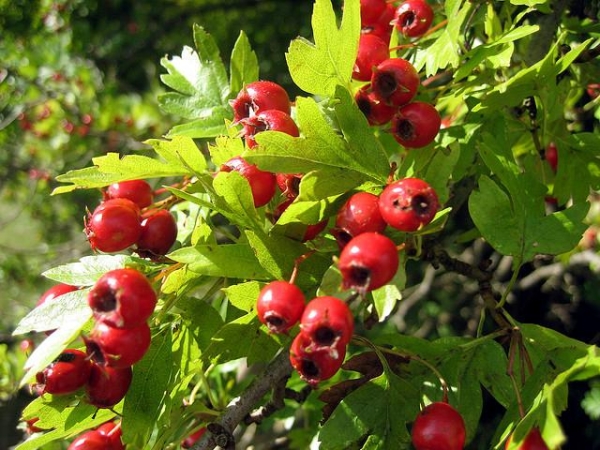  Planting, care and reproduction of hawthorn, types and varieties of shrubs