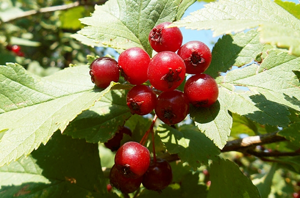  Blood hawthorn red: description of the plant, application for medicinal purposes