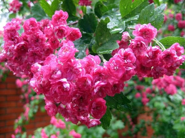  زهور الزعرور بول سكارليت