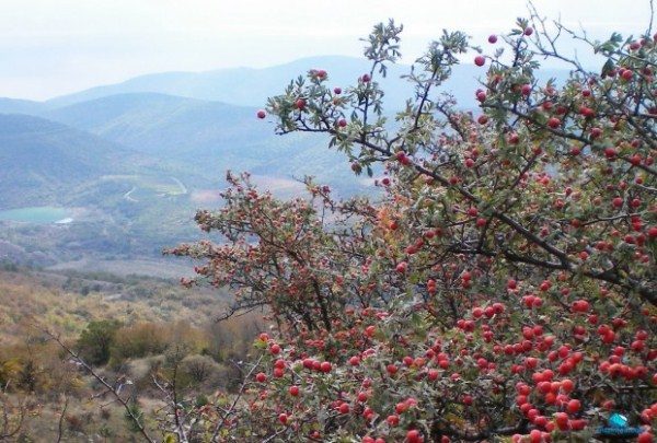  Κριός κοκκινομάλλα