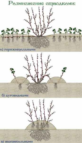  Hawthorn reproduction scheme by layering