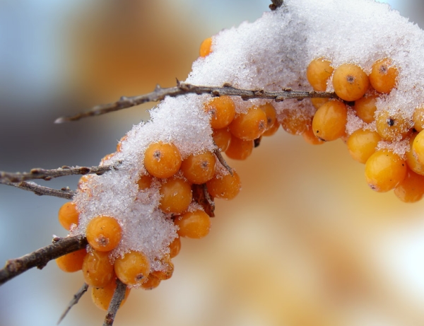  Vous pouvez transférer la récolte de l'argousier en hiver: les baies congelées ne sont pas endommagées pendant la récolte