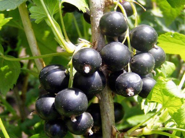  Siyah frenk üzümü meyveleri