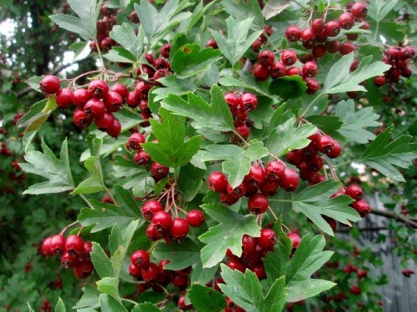  Odnopedichny hawthorn