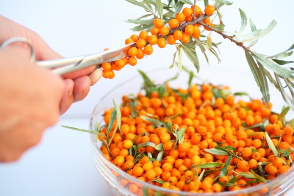  L'olivello spinoso può essere conservato congelando, essiccando, conservando, mettendo la frutta in acqua o zucchero