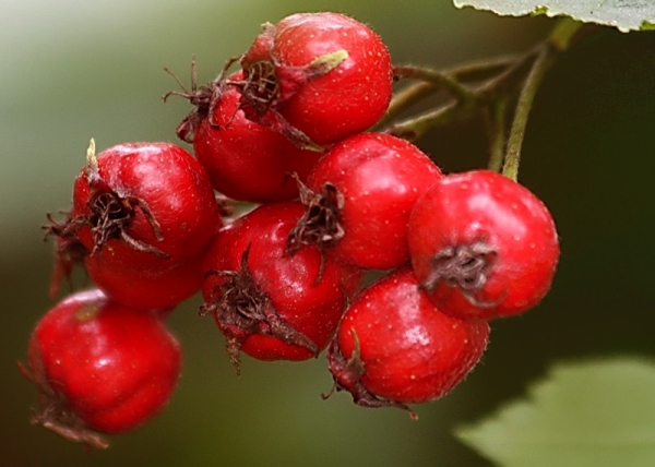  Selalunya, ubat yang mengandungi hawthorn dalam komposisi mereka digunakan untuk merawat sistem saraf pusat dan penyakit jantung.