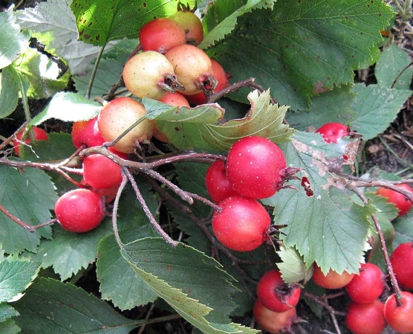  Fiecare varietate de boiarshnik are propriile sale caracteristici, dar principalul avantaj este îngrijirea ușoară a arbustului.