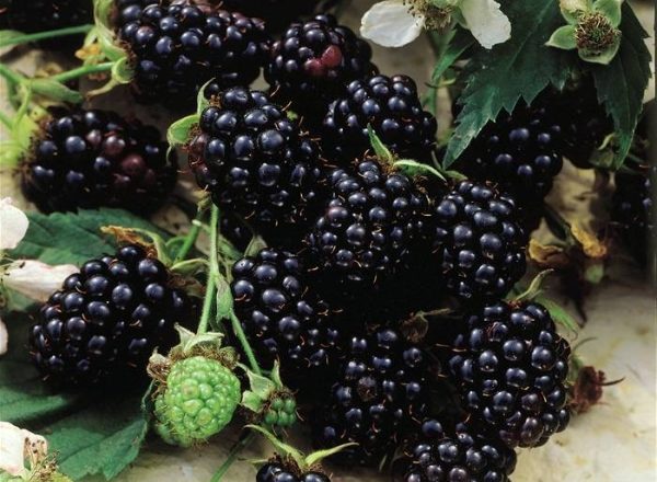 Blackberry sorter Chester: beskrivning och specifikationer, tips om plantering och vård