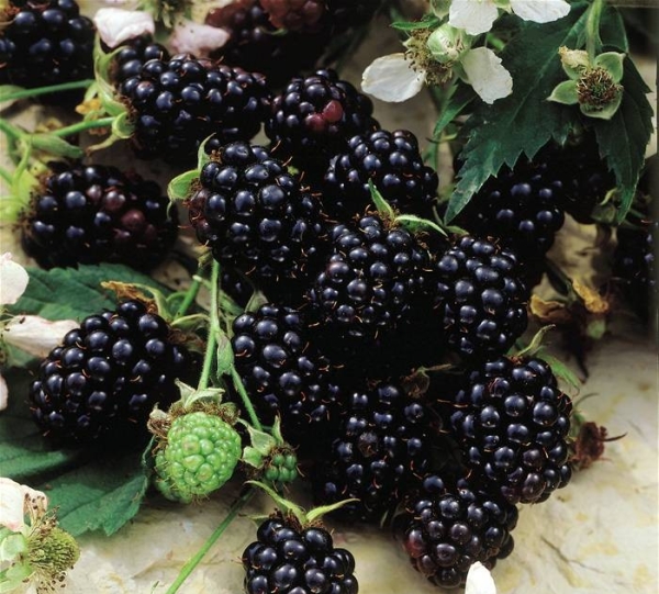  Soiurile de Blackberry Chester: descriere și specificații, sfaturi privind plantarea și îngrijirea