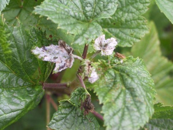  From American powdery mildew, currants can be sprayed with a solution of soda ash