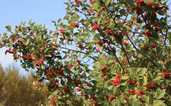  Siberian hawthorn