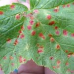  Currant anthracnose