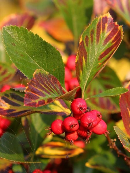  Livolisty hawthorn