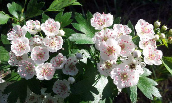 Hawthorn flowers are useful in treating heart disease.