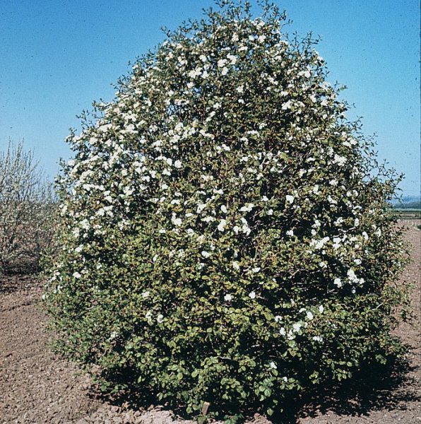  Arnold Hawthorn en flor