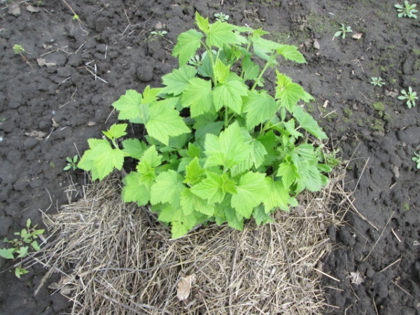  É melhor plantar variedades de groselha Selechenskaya no outono, plantando um arbusto em um ângulo de 45 graus