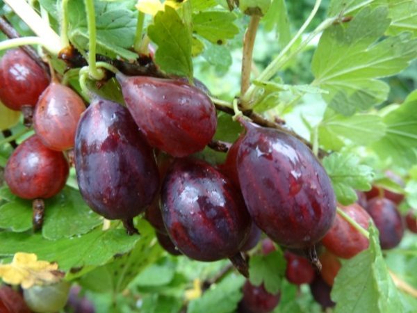  Gooseberry variety Grushenka