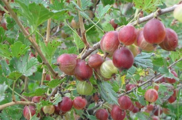  Gooseberry متنوعة Krasnoslavyansky
