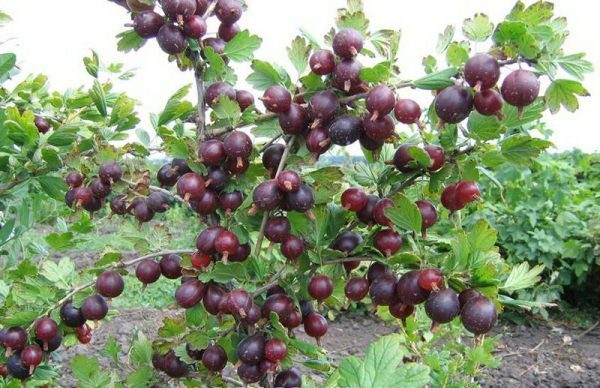  Gooseberry variety Leningradets