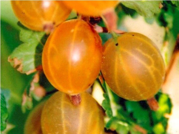  Varietà di uva spina russa gialla