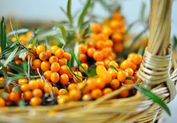  Harvested sea buckthorn berries