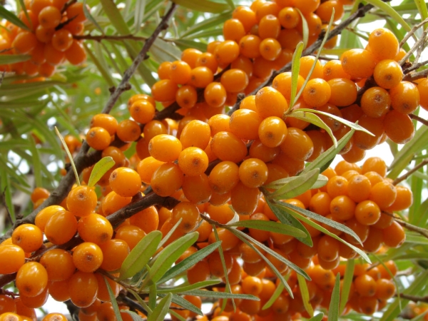  Sea buckthorn is indicated for the treatment of very many diseases, reduces weight, restores stool in case of diarrhea, and alleviates the patient’s condition for sore throat