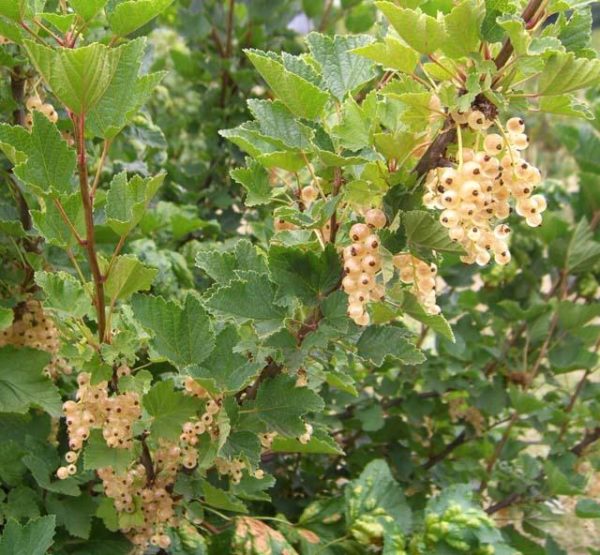  Büsche mit Trauben von Beeren der Weißen Johannisbeere