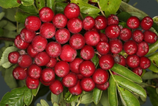  Η ποικιλία Ruby είναι φτιαγμένη για μεταποίηση σε χυμούς, ζελέ, κρασιά, λικέρ, ζελέ