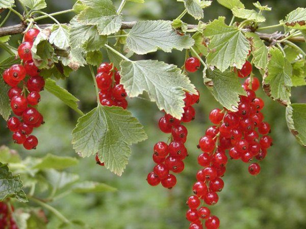  Healing properties of red currant