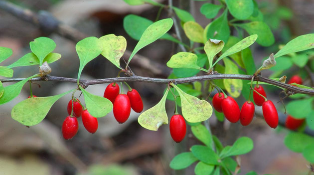  Berry Arbusto