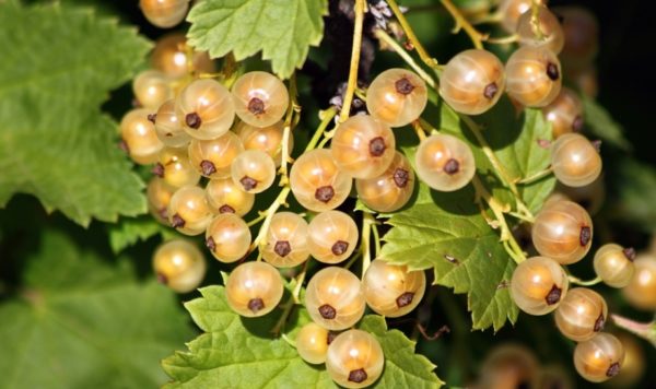  Gred currant White Fairy