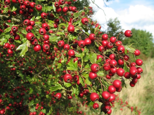  Berry dan bunga hawthorn sangat berguna untuk kesihatan manusia, yang diperlukan untuk mereka yang mengalami penyakit kardiovaskular