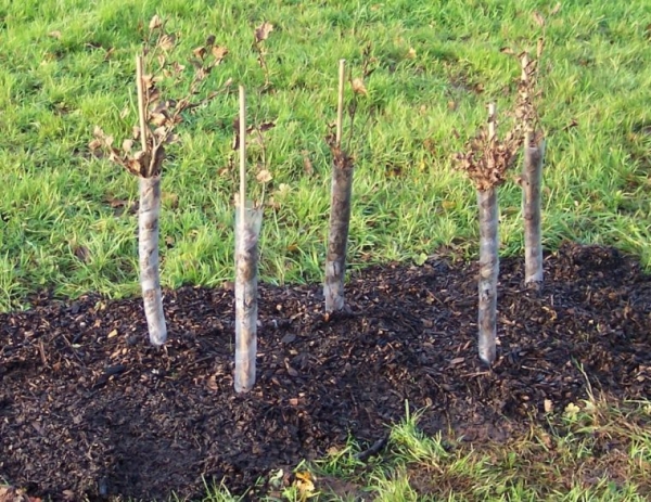  Caring for hawthorn after planting is pruning, watering and loosening the soil, fertilizing with manure before flowering