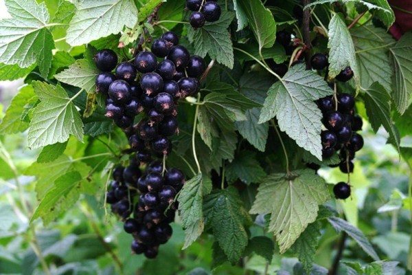  Black currant has a number of contraindications to use