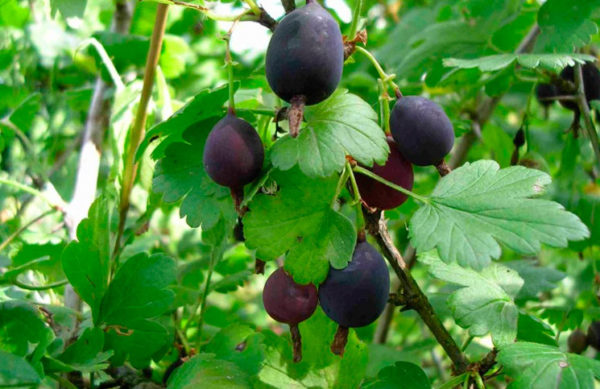  Gooseberry variety Black Negus