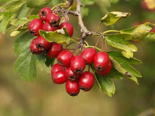  Common Hawthorn