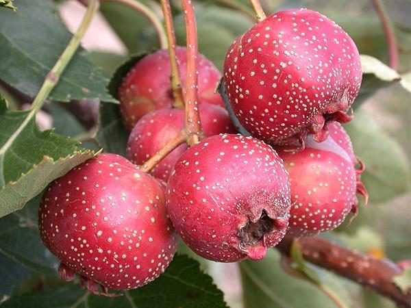  Chinese hawthorn large-fruited