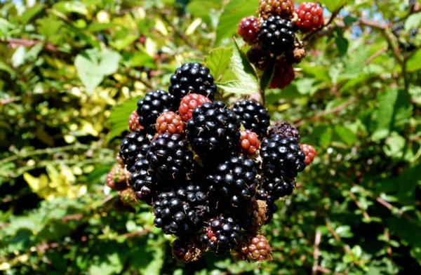  Variedades Blackberry Chester precisa regar, mulching o solo, alimentando-se da folha