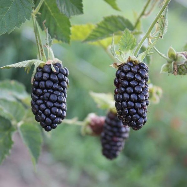  Blackberry cultivar Bute Preto em um arbusto