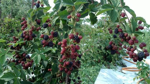  Blackberry θάμνος με φρούτα