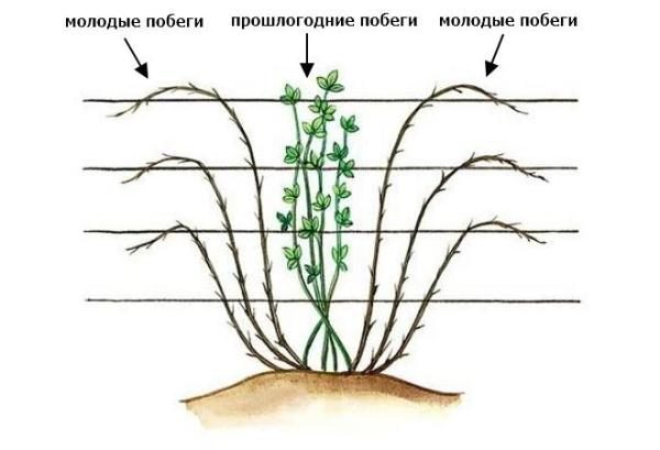  O esquema de formação de arbusto de amora ereto
