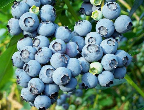  Bunch of blueberry berries
