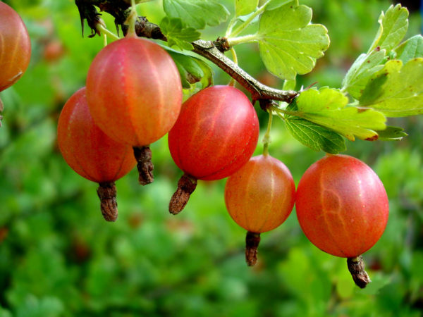  Червен плод от цариградско грозде