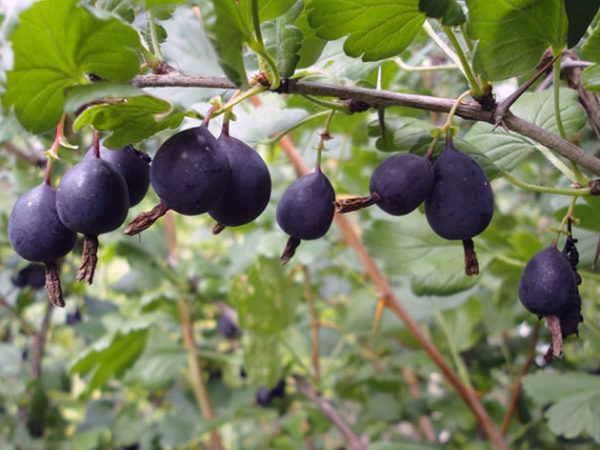  Negus nero delle bacche dell'uva spina su un cespuglio