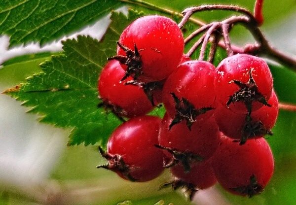  Cây táo gai được gọi là trái tim berry cho khả năng điều trị bệnh tim.