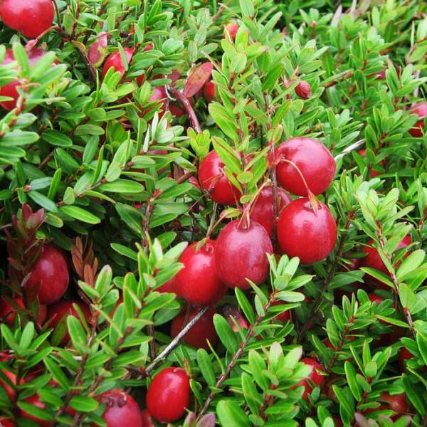  Canneberge à gros fruits