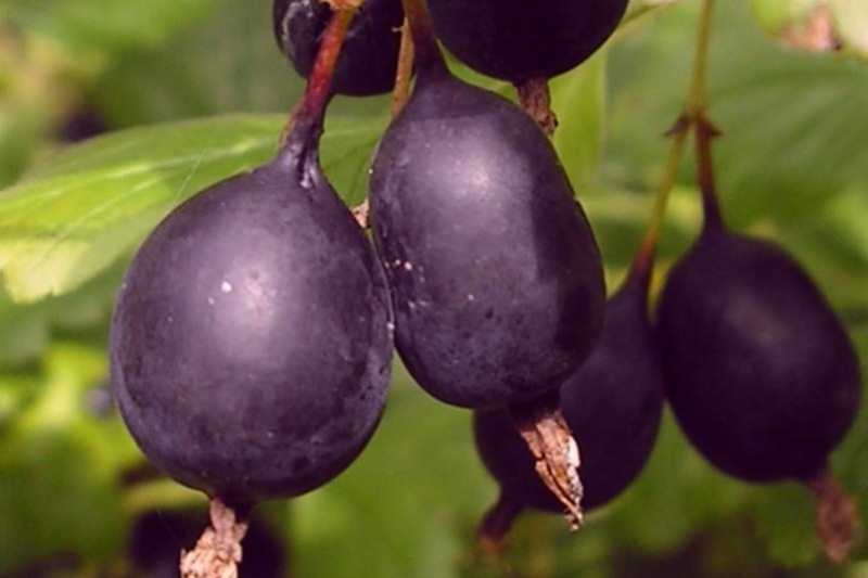  черен цариградско грозде